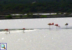 Roter Flamingo (Caribbean Flamingo, Phoenicopterus ruber ruber)