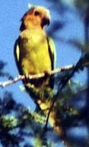 St.-Thomas-Sittich (St. Thomas Conure, Eupsittula pertinax pertinax)