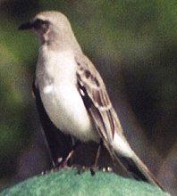 Tropenspottdrossel (Tropical Mockingbird, Mimus gilvus rostratus)