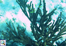 Korallen und Fische im Meer vor Curaçao