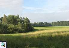 Wiesenlandschaft im Naturschutzgebiet Bislicher Insel