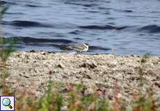 Sandregenpfeifer (Charadrius hiaticula) im Naturschutzgebiet Bislicher Insel