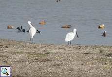 Löffler (Platalea leucorodia leucorodia) im Naturschutzgebiet Bislicher Insel