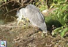 Graureiher (Ardea cinerea cinerea) im Naturschutzgebiet Bislicher Insel