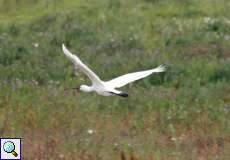 Löffler (Platalea leucorodia leucorodia) im Flug im Naturschutzgebiet Bislicher Insel