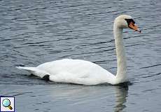 Höckerschwan (Cygnus olor) im Naturschutzgebiet Bislicher Insel