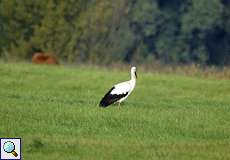 Weißstorch (Ciconia ciconia) im Naturschutzgebiet Bislicher Insel