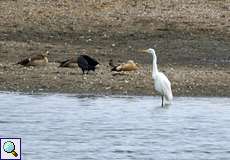 Silberreiher (Egretta alba) im Naturschutzgebiet Bislicher Insel