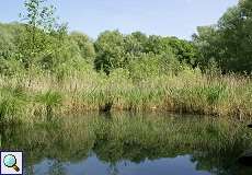 Tümpel im NSG Dernkamp