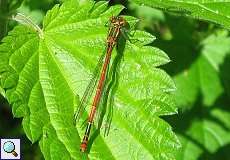 Frühe Adonislibelle (Pyrrhosoma nymphula) im NSG Dernkamp, Männchen