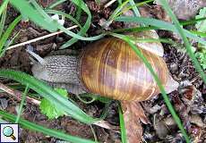 Weinbergschnecke (Helix pomatia) im NSG Dernkamp