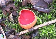 Österreichischer Kelchbecherling (Sarcoscypha austriaca) im NSG Dernkamp