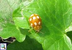 Licht-Marienkäfer (Calvia decemguttata) im NSG Dernkamp