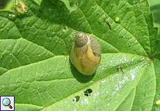 Bernsteinschnecke (Succinea/Oxyloma sp.) im NSG Dernkamp