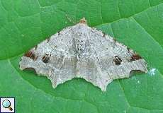 Dunkelgrauer Eckflügelspanner (Macaria alternata) im NSG Dernkamp