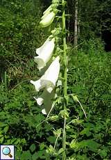Weißer Fingerhut (Digitalis purpurea alba) im NSG Dernkamp