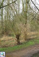 Kopfweide im Spätwinter im NSG Dernkamp