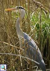 Graureiher (Ardea cinerea cinerea) im NSG Dernkamp