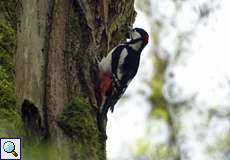 Buntspecht-Männchen (Dendrocopos major) im Spätwinter im NSG Dernkamp