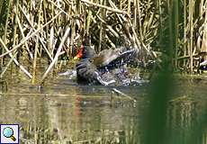 Badendes Teichhuhn (Gallinula chloropus) im NSG Dernkamp