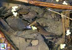 Gelbrandkäferlarve (Dytiscus marginalis) pirscht sich an Kaulquappe heran, NSG Dernkamp