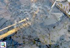 Grasfrosch-Laich (Rana temporaria) in einem Tümpel im NSG Dernkamp