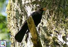 Singendes Amsel-Männchen (Turdus merula) im NSG Dernkamp