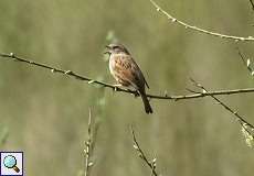 Singende Heckenbraunelle (Prunella modularis) im NSG Dernkamp