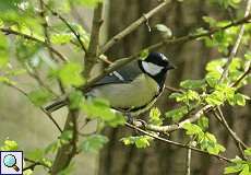 Kohlmeise (Parus major) im NSG Dernkamp