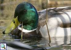 Stockenten-Männchen (Anas platyrhynchos) im NSG Dernkamp