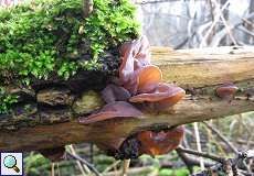 Judasohr (Hirneola auricula-judae) im NSG Dernkamp