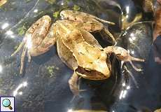 Grasfrosch (Rana temporaria) im Pillebach im NSG Dernkamp