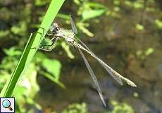 Weidenjungfer (Chalcolestes viridis) im NSG Dernkamp