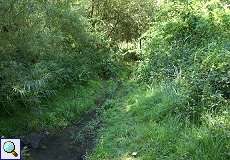 Der renaturierte Pillebach im NSG Dernkamp