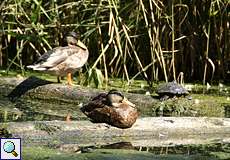 Stockenten-Männchen und Rotwangen-Schmuckschildkröte im NSG Dernkamp