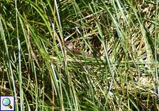 In der Vegetation verstecktes jugendliches Teichhuhn im NSG Dernkamp