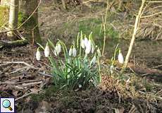 Kleine Schneeglöckchen (Galanthus nivalis) im NSG Dernkamp