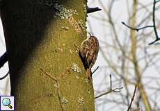 Gartenbaumläufer (Certhia brachydactyla) im NSG Dernkamp