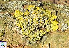 Gewöhnliche Gelbflechte (Xanthoria parietina) im NSG Dernkamp