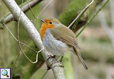 Rotkehlchen (Erithacus rubecula) im NSG Dernkamp
