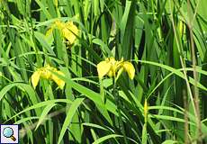 Sumpf-Schwertlilie (Iris pseudacorus) im NSG Dernkamp