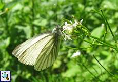 Rapsweißling (Pieris napi) im NSG Dernkamp