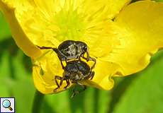 Schwertlilienrüssler (Mononychus punctumalbum) im NSG Dernkamp