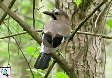 Eichelhäher (Garrulus glandarius) im NSG Dernkamp