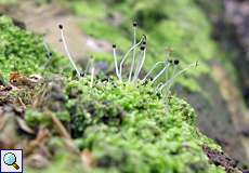 Verschiedenblättriges Kammkelchmoos (Lophocolea heterophylla) im NSG Dernkamp