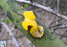 Goldgelber Zitterling (Tremella mesenterica) im NSG Dernkamp