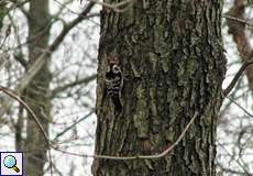 Kleinspecht (Dryobates minor) im NSG Dernkamp