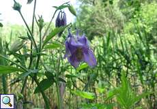 Gemeine Akelei (Aquilegia vulgaris) im NSG Dernkamp