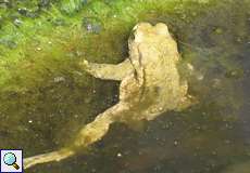 Erdkröte (Bufo bufo) im NSG Dernkamp