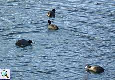 Blässhühner (Fulica atra) auf dem Elbsee